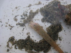 Lagis australis