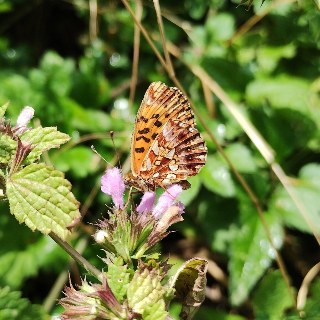 Weaver's Fritillary