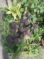 Perilla