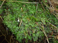 Pellia neesiana