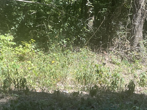 Wild Turkey photographed in Tennessee