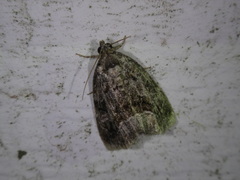 Protodeltote muscosula