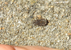 Neuroctenus castaneus