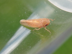 Thamnotettix dilutior