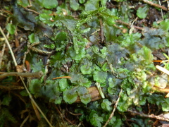 Pellia neesiana