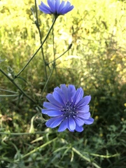 Cichorium intybus