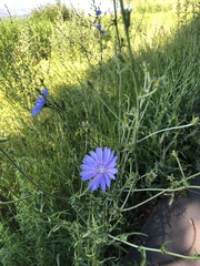 Cichorium intybus