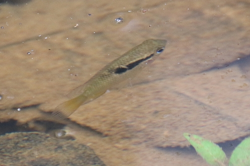 Thayer's flag cichlid (Laetacara thayeri) — Cichlidae — 4