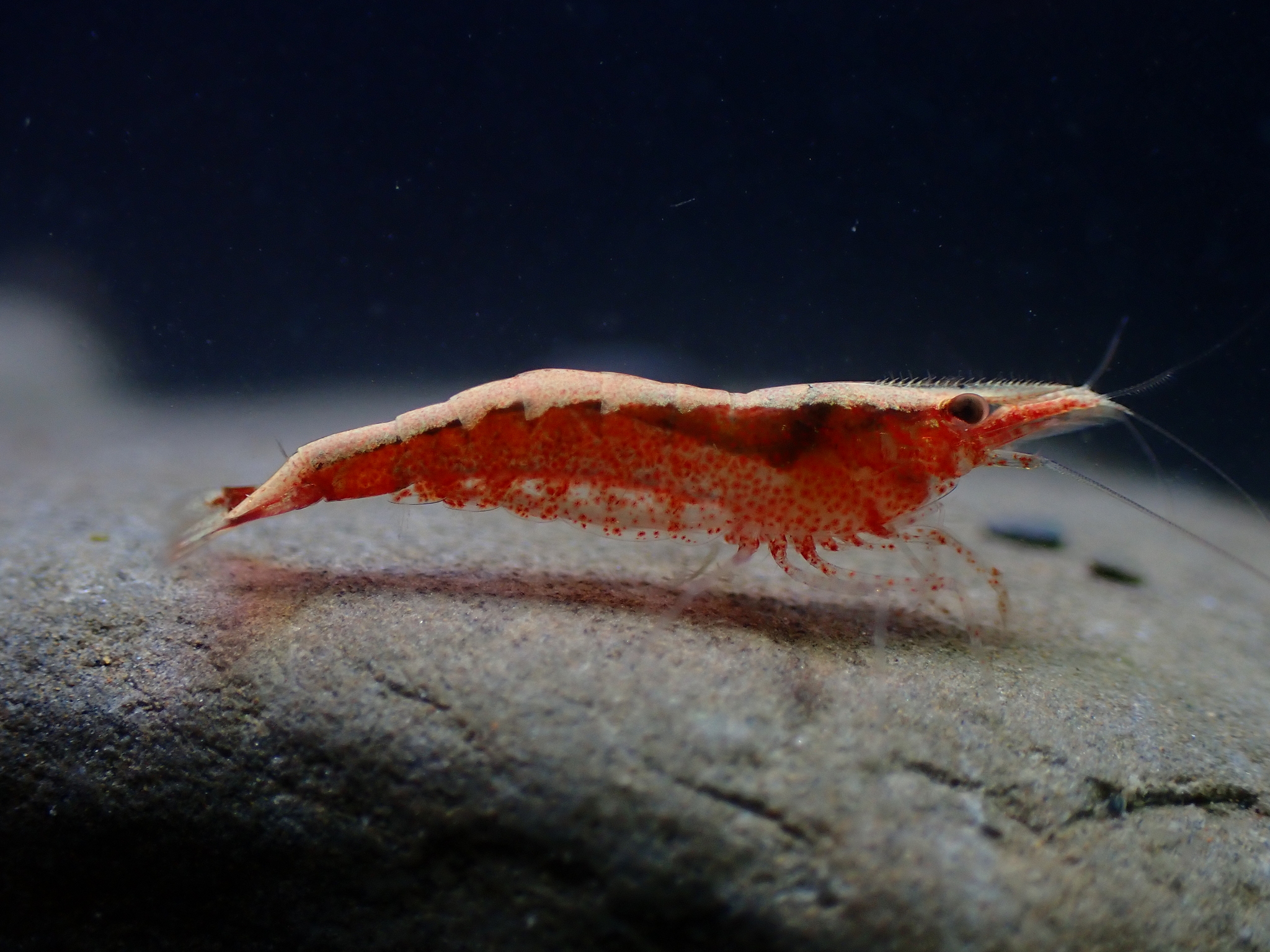 Ninja Shrimp (Caridina serratirostris) · iNaturalist