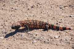 Heloderma suspectum suspectum