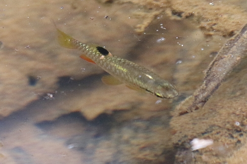 Korte pyrrhulina (Pyrrhulina brevis) — Lebiasinidae — 4