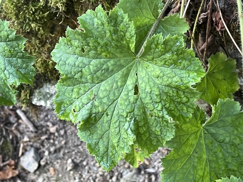 Image of Heuchera villosa by (c) Brian Finzel, some rights reserved (CC BY-SA)
