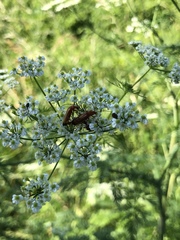 Rhagonycha fulva