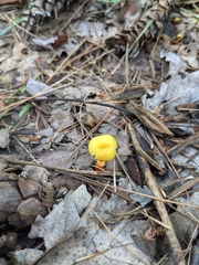 Hygrocybe parvula