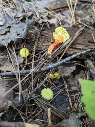 Hygrocybe parvula (Photo 2 of 3)