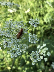 Rhagonycha fulva