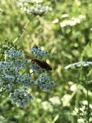 Rhagonycha fulva