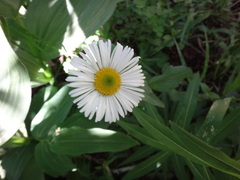Erigeron coulteri