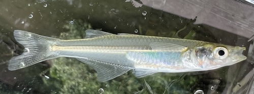 Inland silverside (Menidia beryllina) — Atherinopsidae — 4