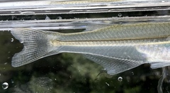 Inland Silverside photo 5