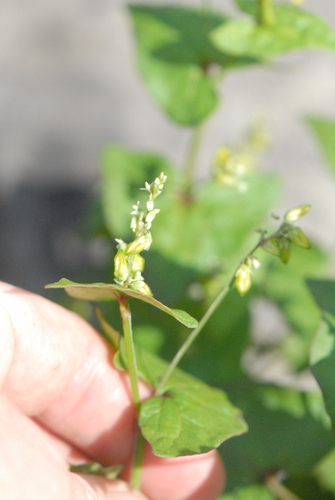 Image of Fagopyrum tataricum by (c) Марина Садыкова, some rights reserved (CC BY)