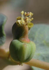 Euphorbia perennans