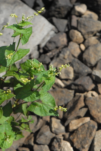 Fagopyrum tataricum, photograph 3