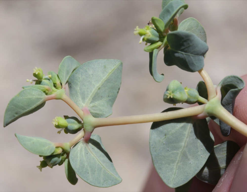 Euphorbia perennans