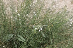 Amsonia longiflora