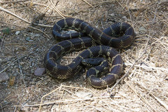 Lampropeltis splendida