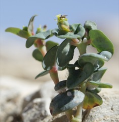 Euphorbia perennans