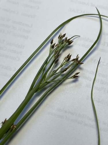 Image of Rhynchospora caduca by no rights reserved