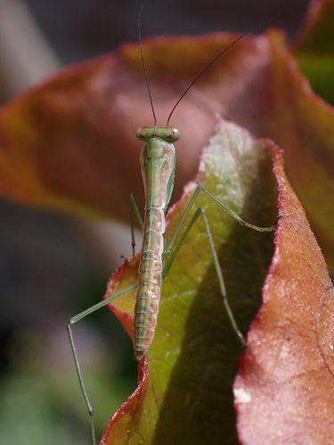 Columbian Shield Mantis
