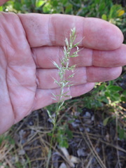 Danthonia intermedia