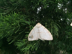 Lymantria xylina