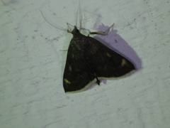 Pyrausta niveicilialis