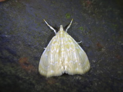 Glaphyria glaphyralis