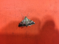 Agrioglypta itysalis