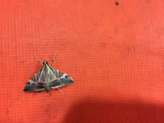 Agrioglypta itysalis