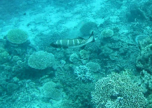 Blacksaddle Coralgrouper — seen at this dive site