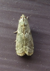 Oreana unicolorella