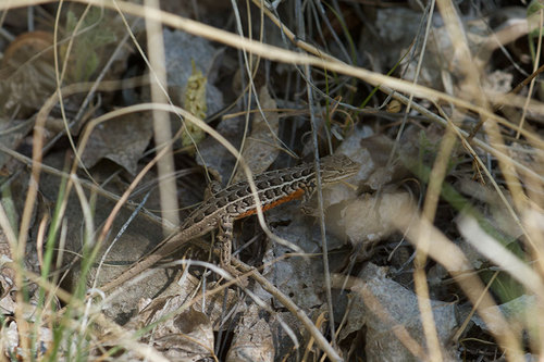 Bunch Grass Lizard