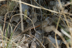 Sceloporus slevini