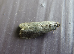 Oreana unicolorella
