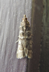 Ortholepis pasadamia