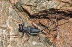 Thelyphonus sepiaris