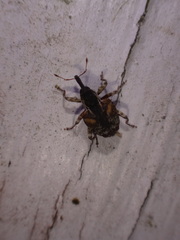 Conotrachelus anaglypticus