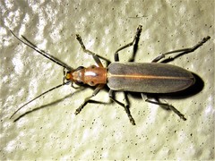 Oxacis trimaculata