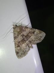 Metalectra quadrisignata