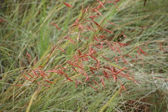 Monocymbium ceresiiforme